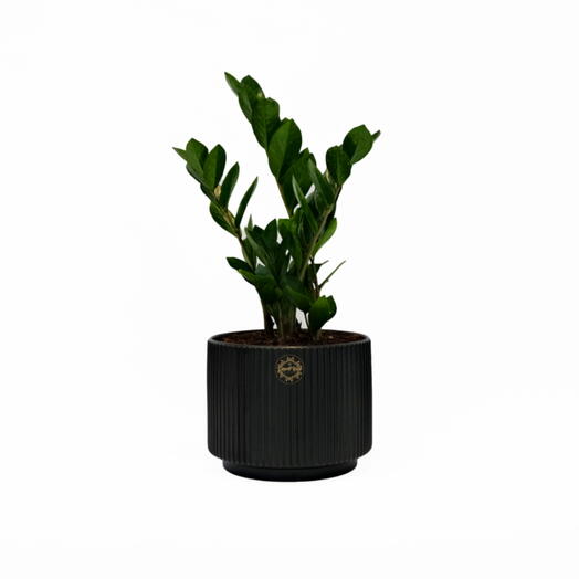 ZZ plant (Zamioculcas Zamiifolia)