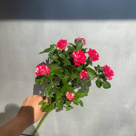 Кустовая роза «Фаервокс»