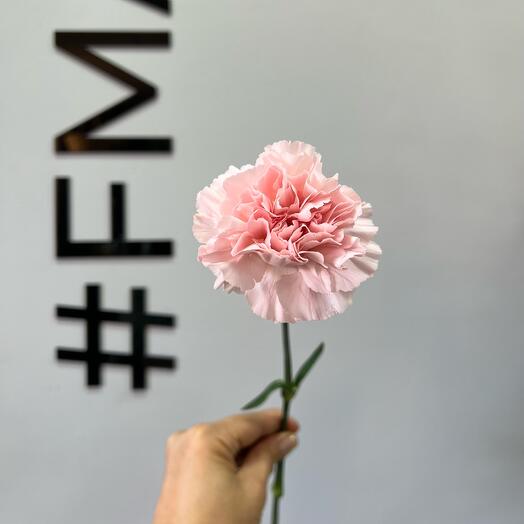 Pink carnation dianthus