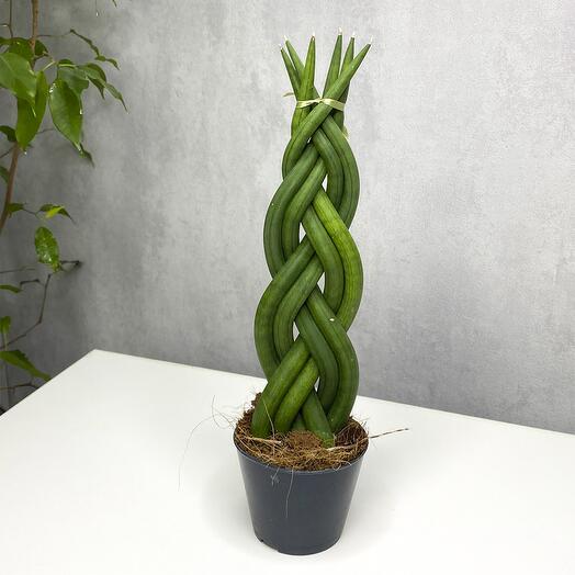 Сансевиерия cylindrica twist