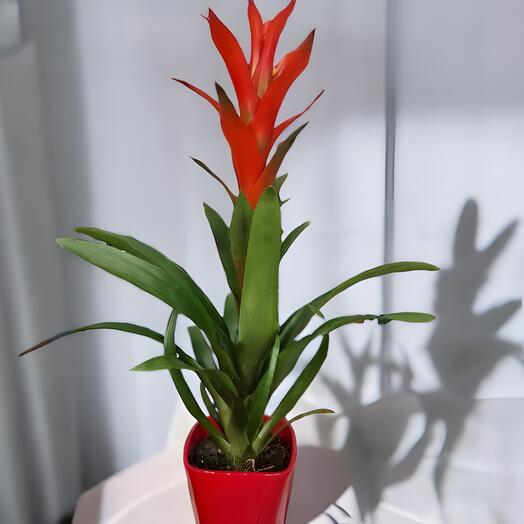 Guzmania rouge