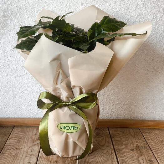 Кофейное дерево (Кофе Арабика) в подарочной упаковке