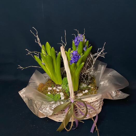 Корзина с весенними гиацинтами