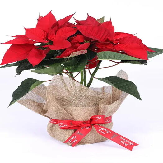 Red Poinsettia Plant in Jute Wrap