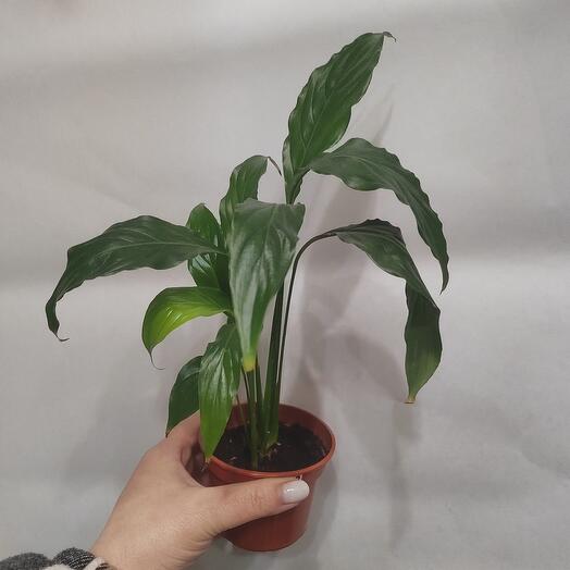 Спатифилум