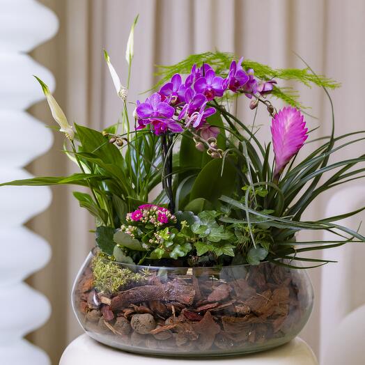Композиция «Эдельвейс» (Аспарагус, Орхидея, Тиллантия, Спатифиллум, Хедера, Каланхоэ, Фиттония)