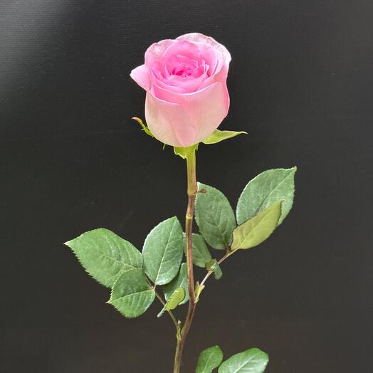 Роза Нежно Фиолетовая