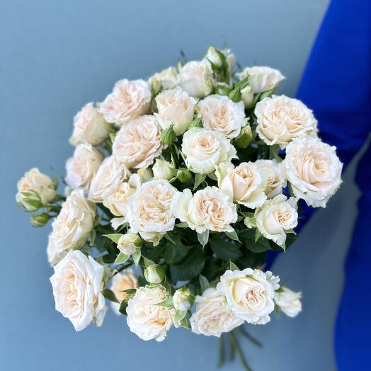 A Delicate Rose