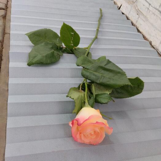 Роза кабарет