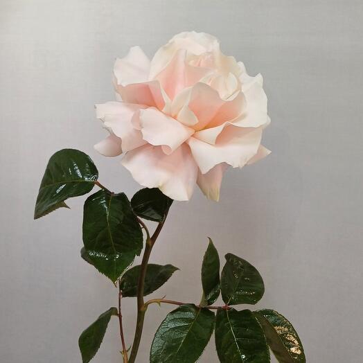 French rose Pink Mondial