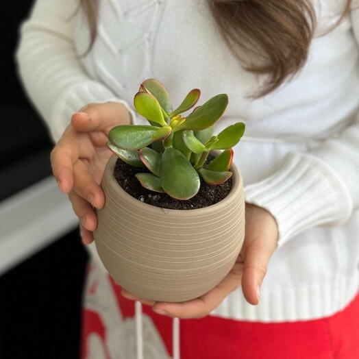 Красула SUNSET mini ( пересаженная в кашпо)