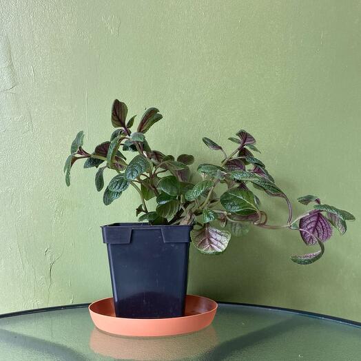 Плектрантус домашняя мята