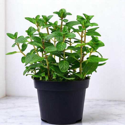 Mint Mentha Plants – 2-Pack Fresh Herb Plants for Kitchen or Garden | Fragrant   Edible Potted Mint
