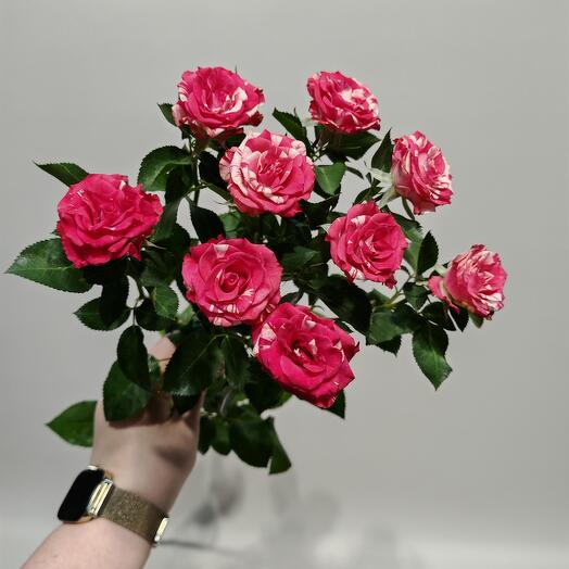 Роза кустовая мрамор