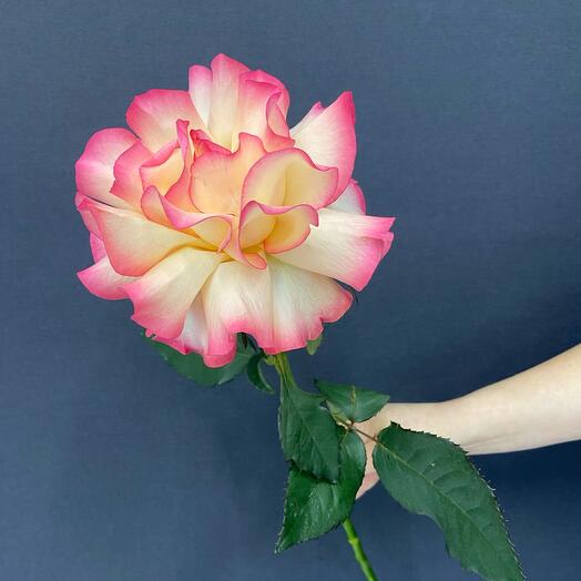 French pink rose