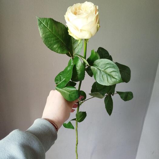 Роза Джульетта