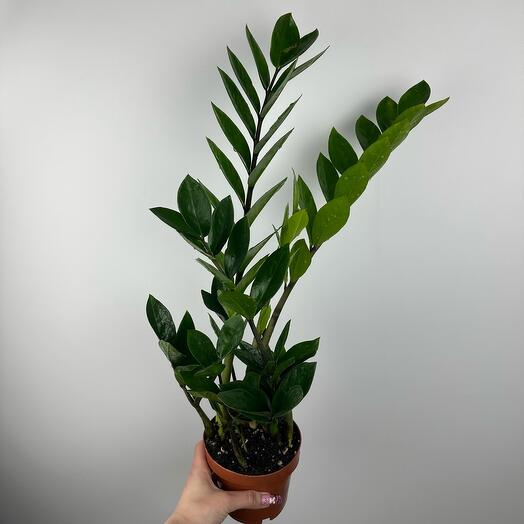 Замиакулькас