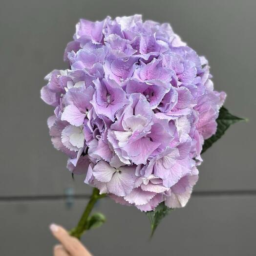 Hydrangea holland is large