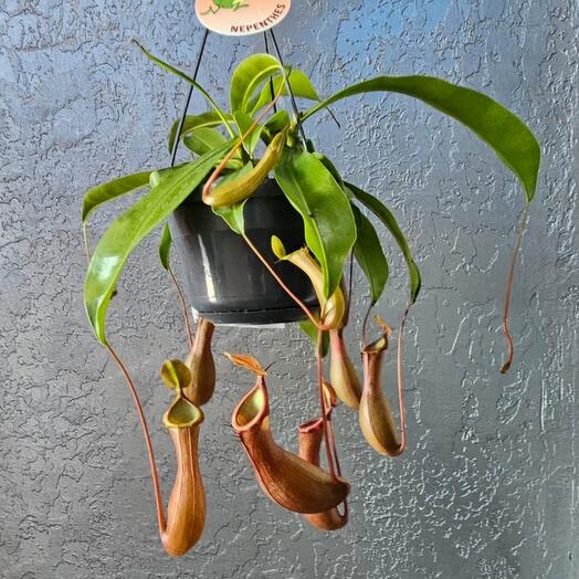 Комнатное растение Непентис Хищник "Алата"