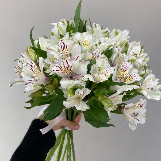 Альстромерия белая 11 штук под ленту