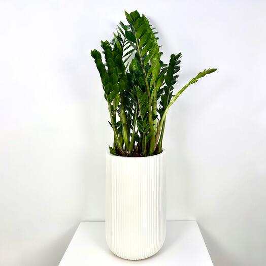 Замиокулькас в кашпо высокий цилиндр Белый камень высота 125 см