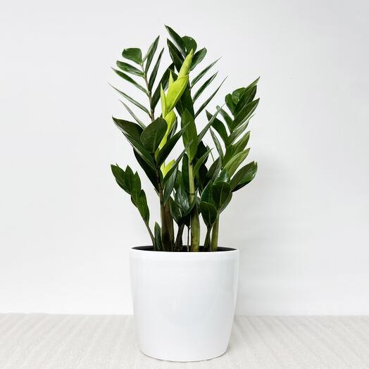 Замиокулькас в белом кашпо с АВТОПОЛИВОМ, высота 50 см