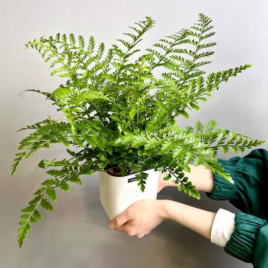 Комнатное растение живое. Папоротник Асплениум Парвати в горшке, 30 см