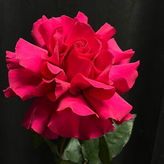 Роза французская хот