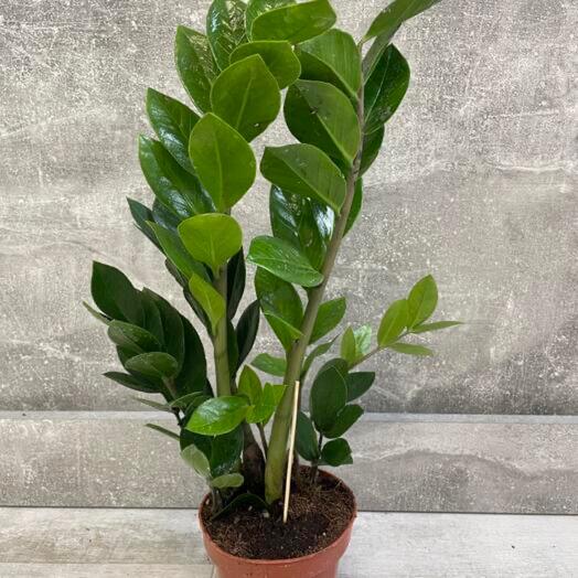 Замиокулькас - долларовое дерево