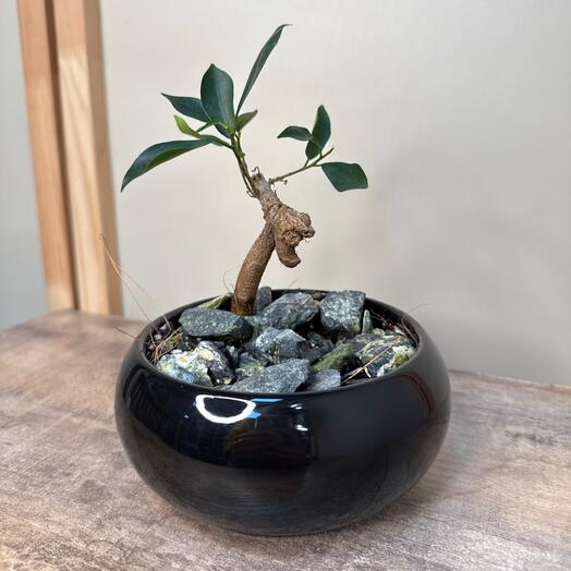 Бонсай Фикус штамб