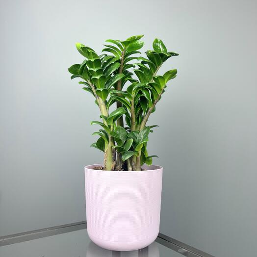 Замиокулькас жук зензи в сиреневом горшке, 45см