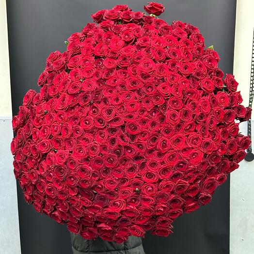 Роза бордовая 333 штук