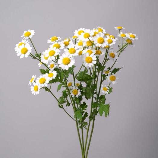 Ромашка танацетум