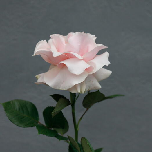 Французская Роза