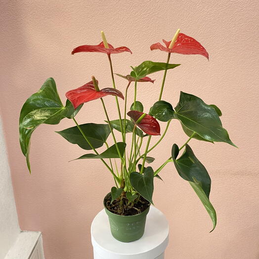 Комнатное растение