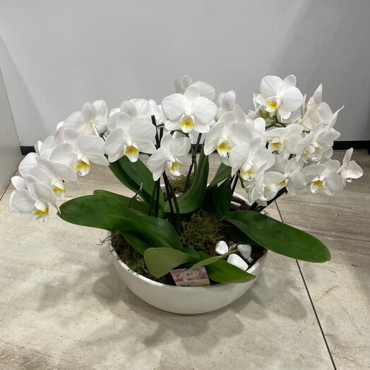 Орхідея фаленопсис у керамічному горщику