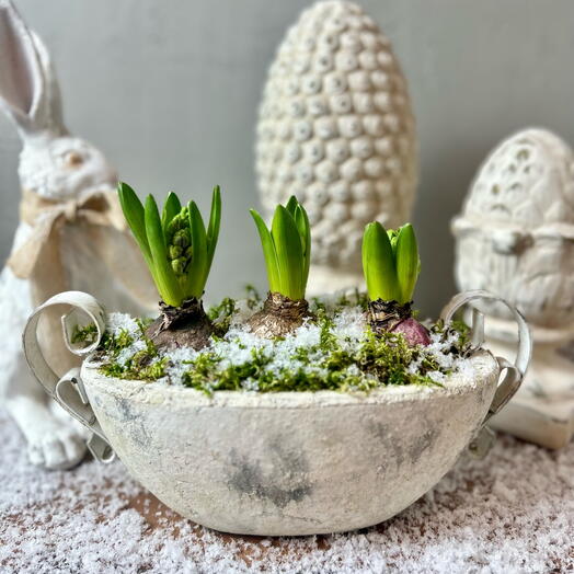 Гиацинты в состаренном бетонном кашпо «Первый снег»