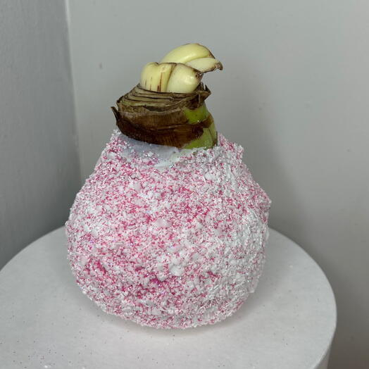 Амаралис луковица розовая