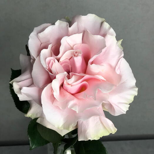 Rosa Rosa Mondial