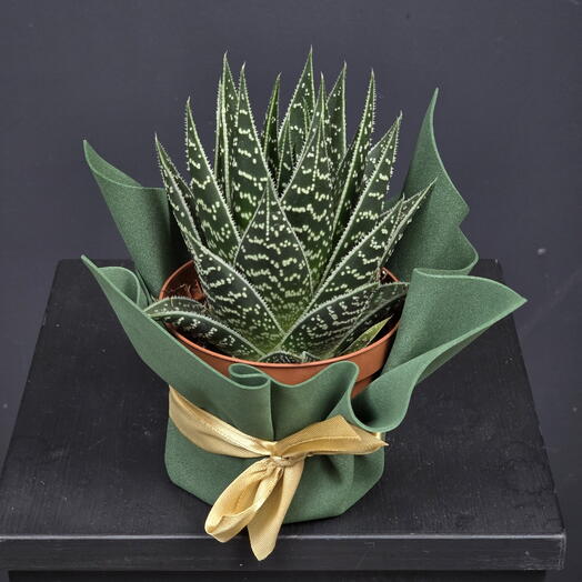 Комнатное растение алое