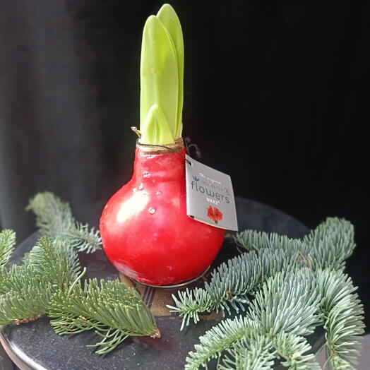 Луковица Амариллиса