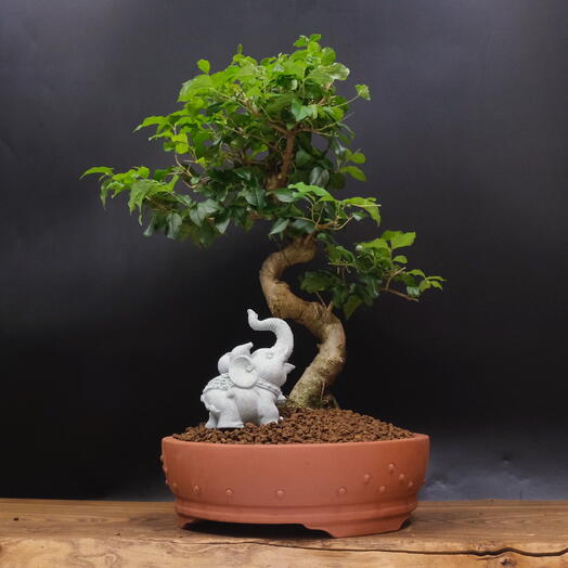 Бонсай Лигуструм, 46см, 18 лет