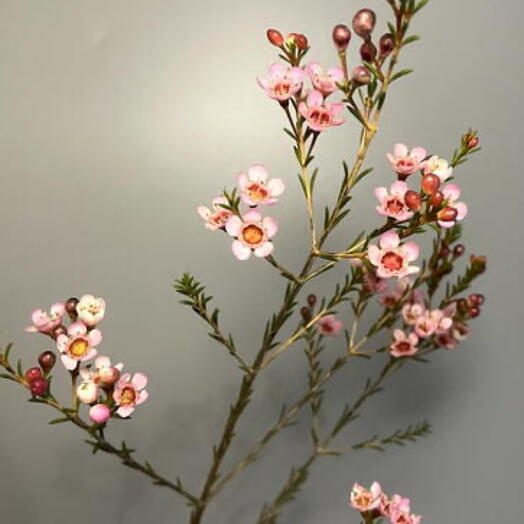 Ветка цветущая Шамелациум