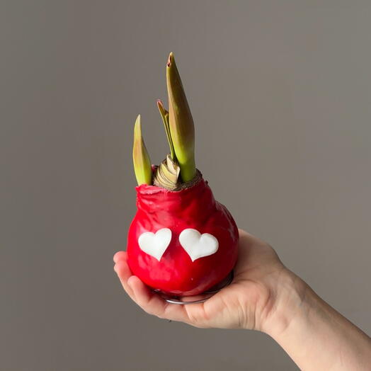 Амариллис в воске- Живая валентинка