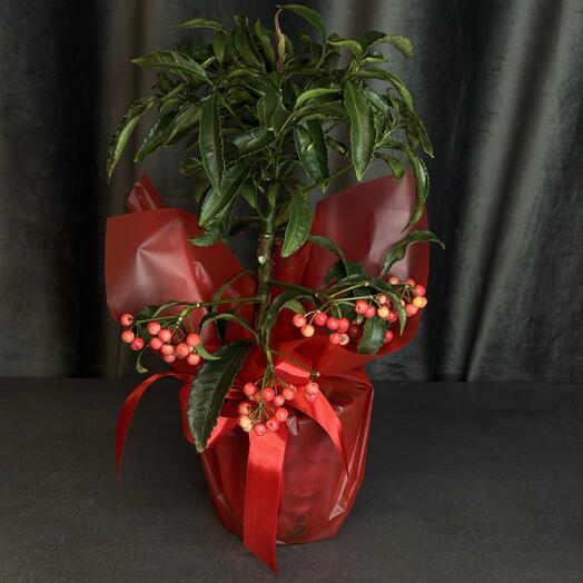 Комнатное растение ардизия