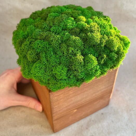 Коробочка со мхом🌿