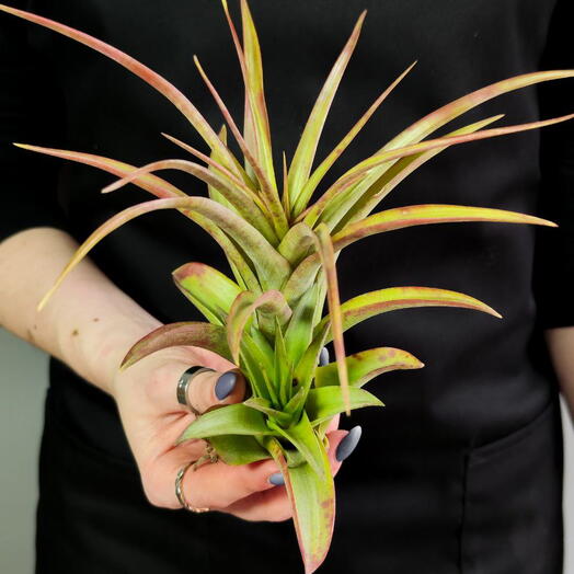 Тилландсия Мэджик XL (Tillandsia Magic XL)