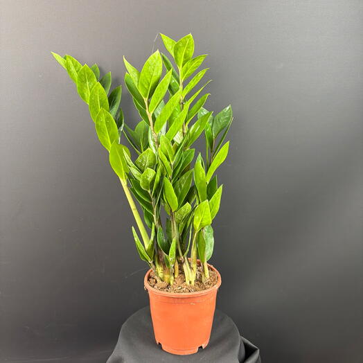 Комнатное растение Замиокулькус в горшке, 12см