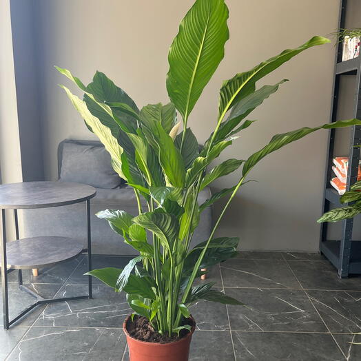 Спатифиллум Сенсация