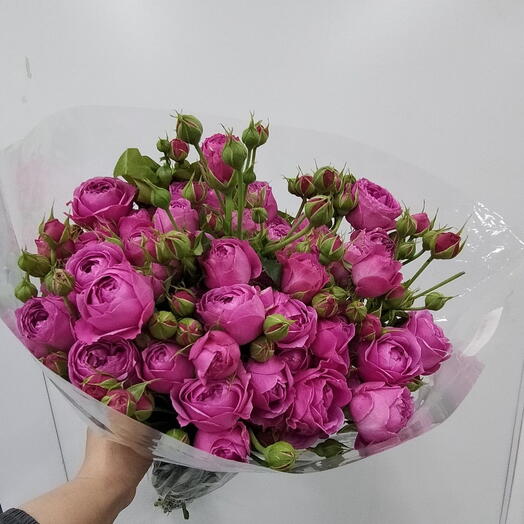 Роза кустовая Мисти баблс, упаковка 10 штук